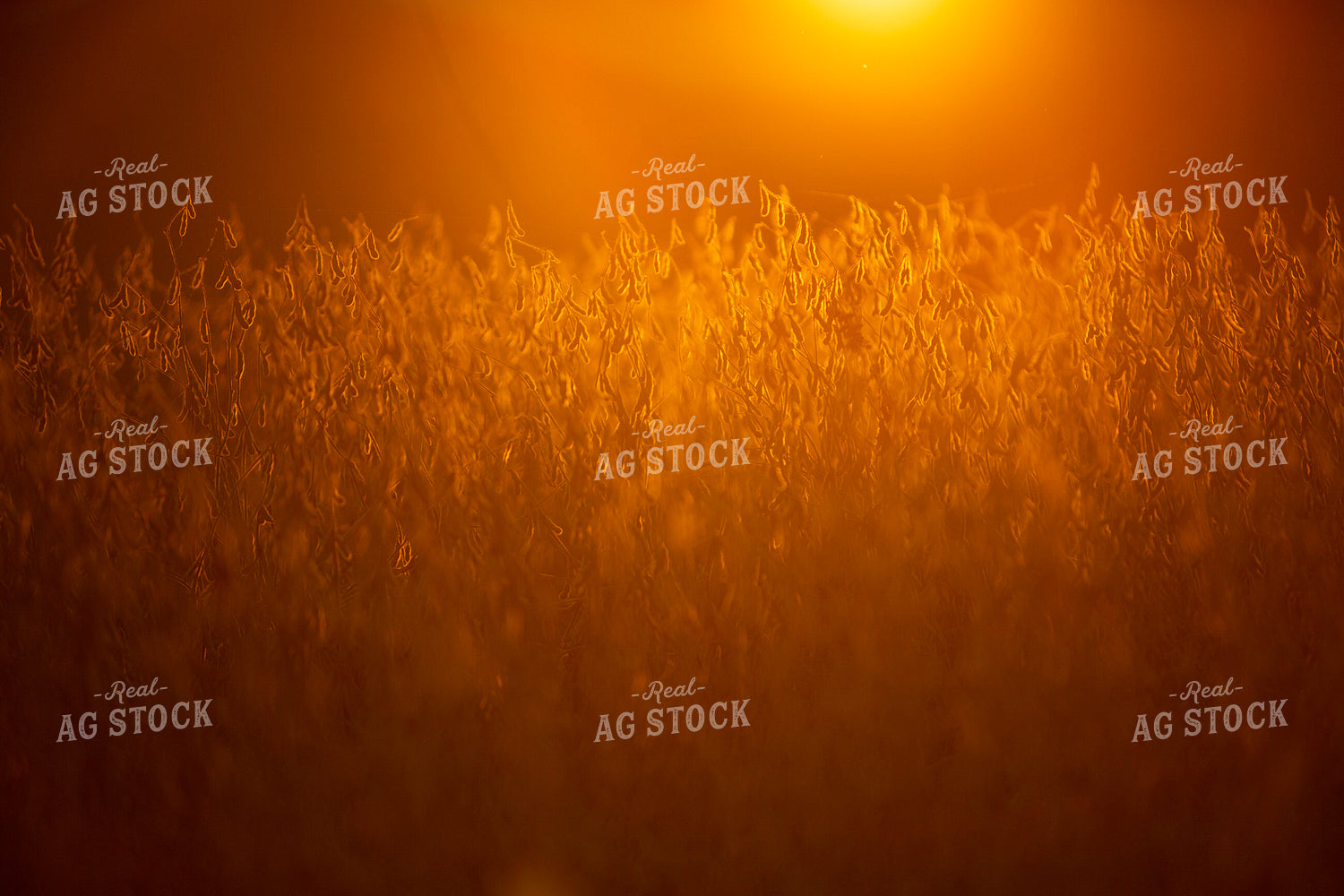 Soybeans - Dry 1564