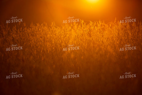 Soybeans - Dry 1564