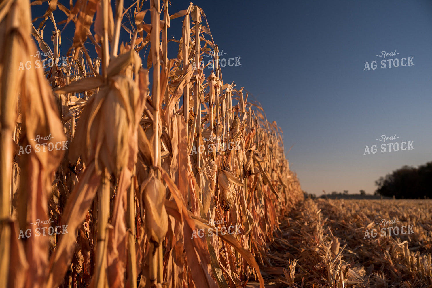 Dried Corn 76716