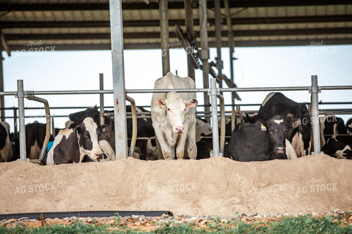 Holstein Cattle in Sand Beds 270220