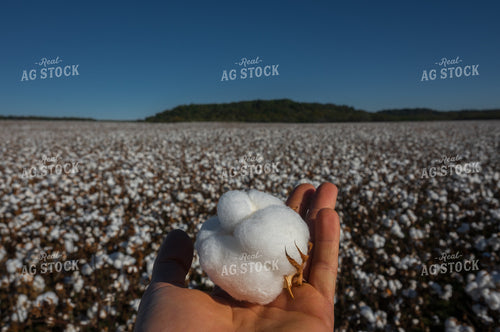 Cotton in Hand 149071