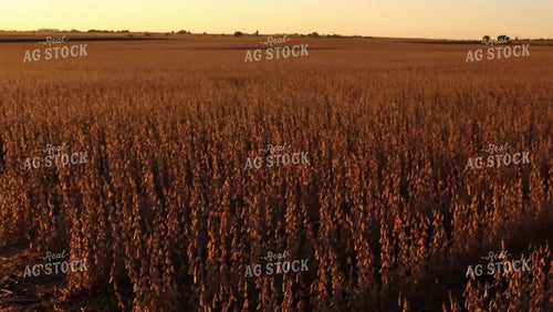 Soybean Video - Dry Soybean Field Partially Harvested 2498