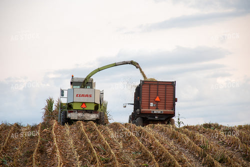 Silage Harvest 50249