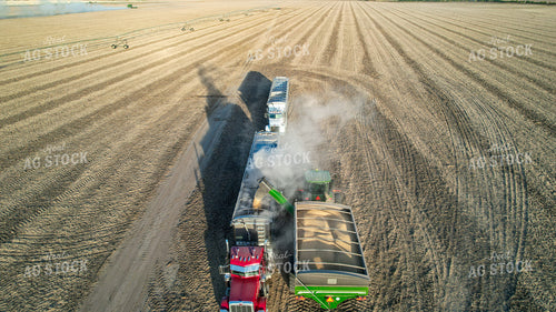 Soybean Harvest 65242
