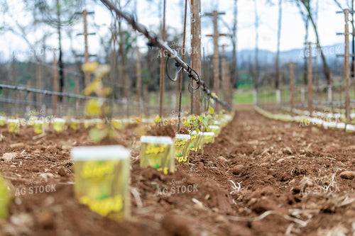 Vineyard Grape Production 107023