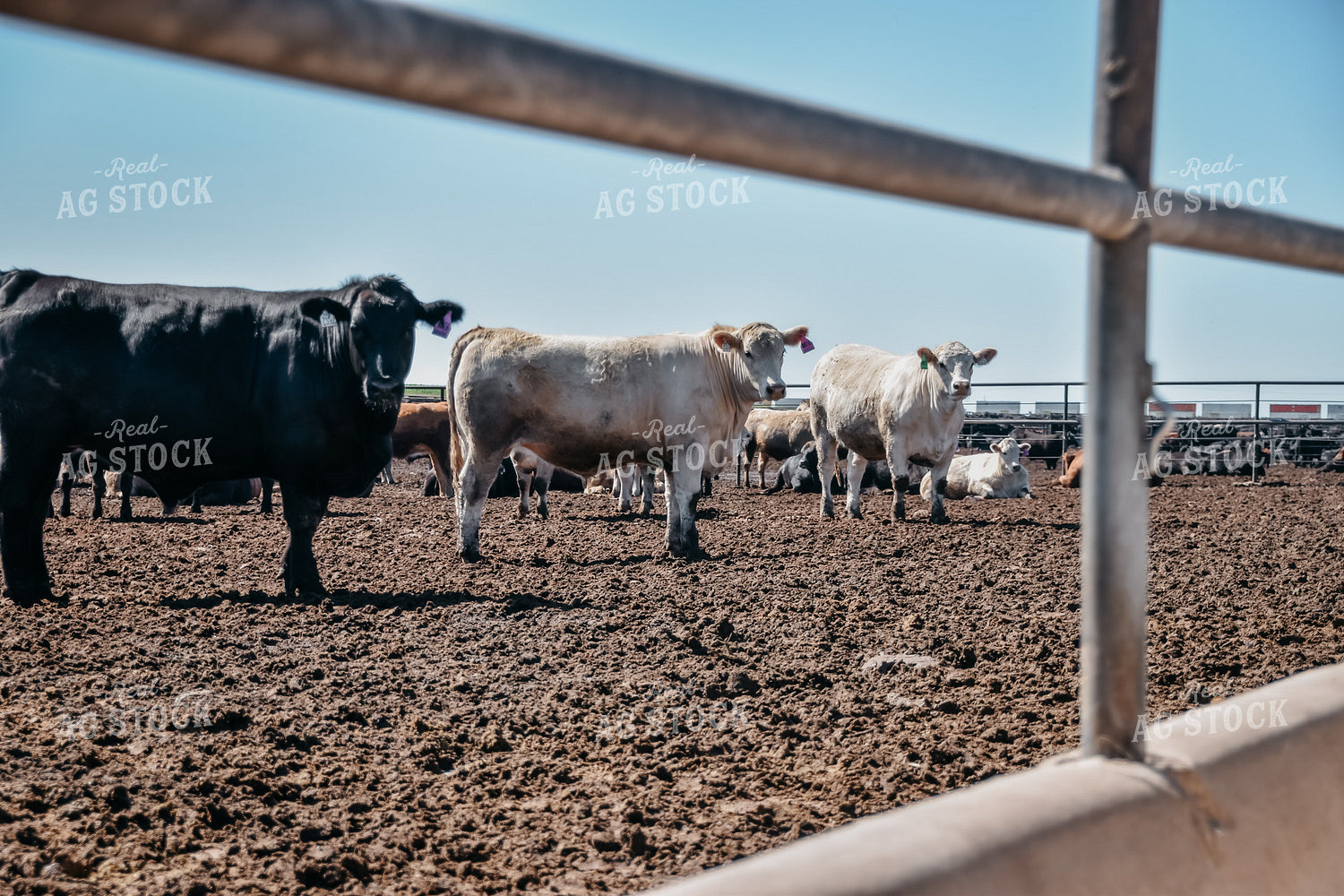 Cattle in Feedlot Pen 56456