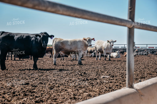 Cattle in Feedlot Pen 56456
