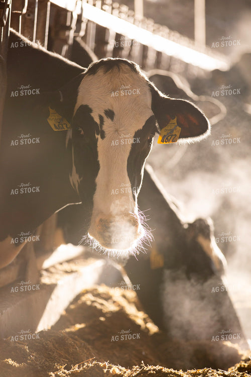 Holstein Cattle 55297