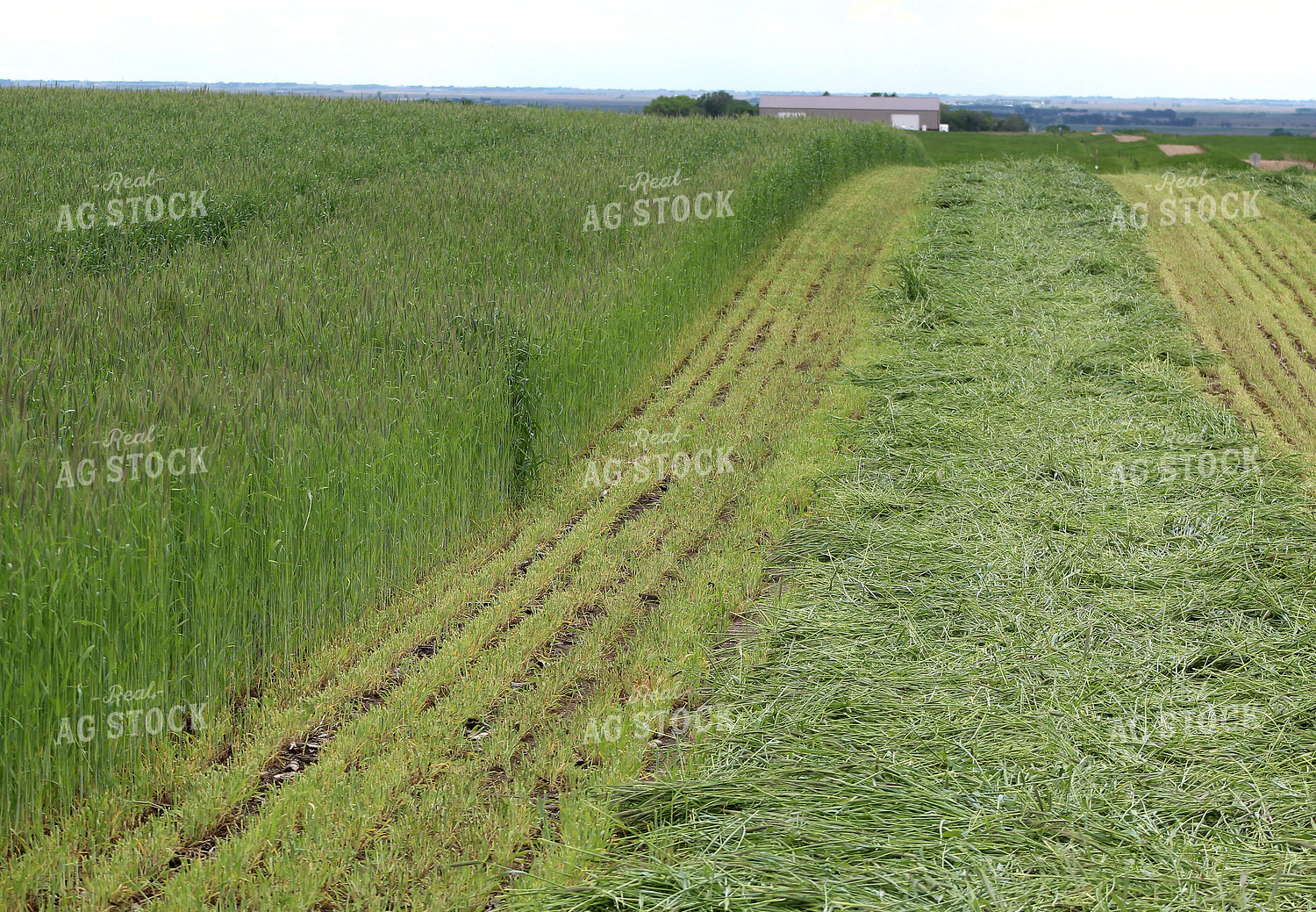 Cut Rye 141136