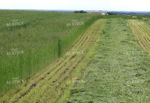 Cut Rye 141136