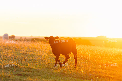 Cattle on Pasture at Sunset 68218
