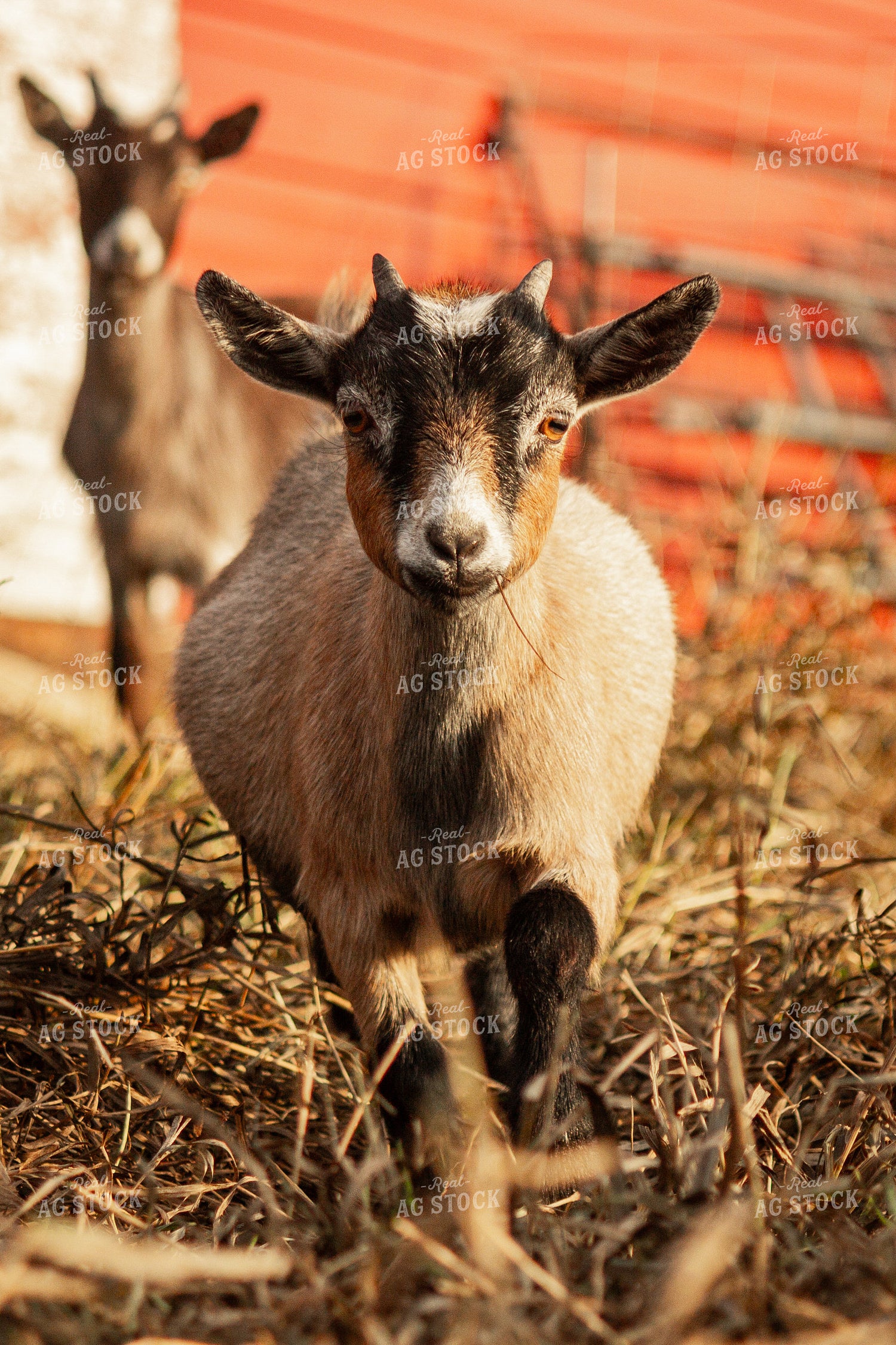 Goat 155090