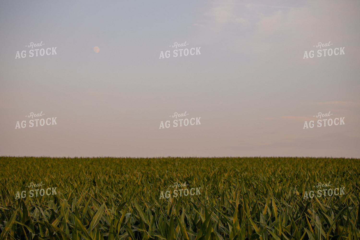 Midseason Corn Field 279018