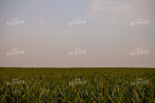 Midseason Corn Field 279018