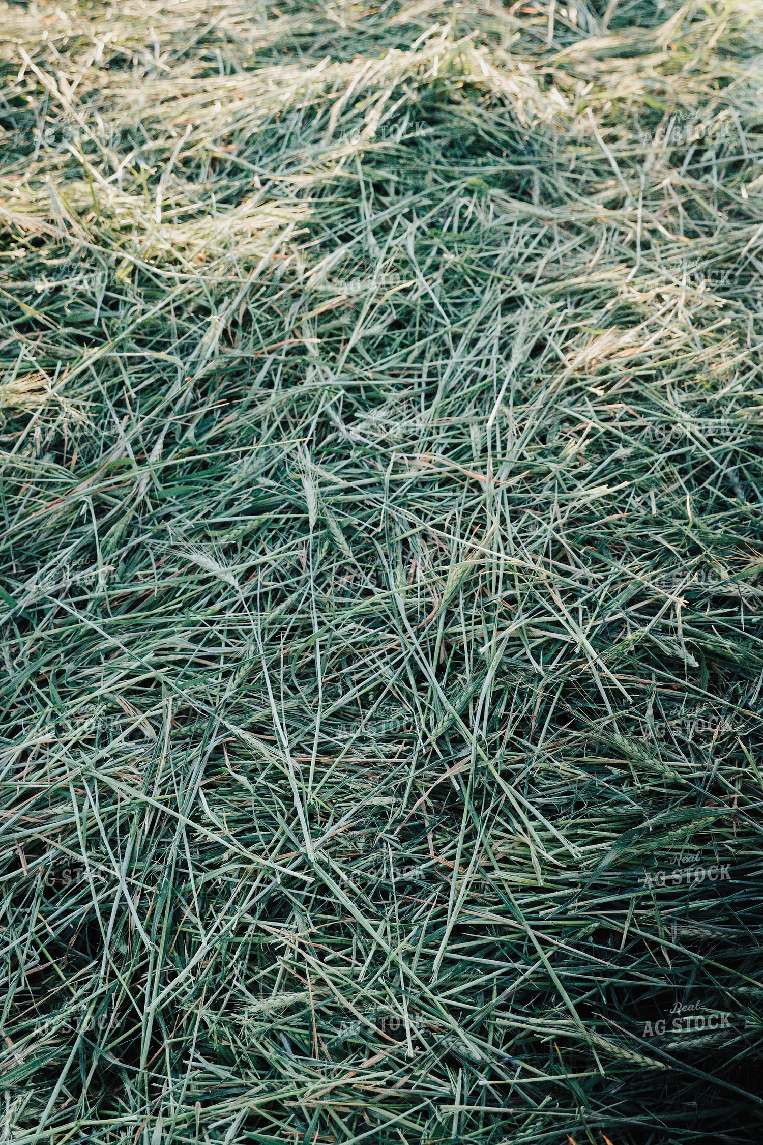 Wheat Green Chopped for Forage 83175