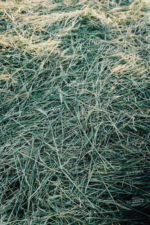 Wheat Green Chopped for Forage 83175