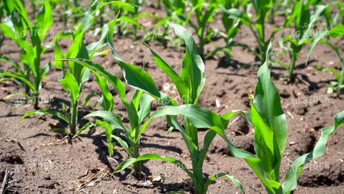 Early Season Corn 146036