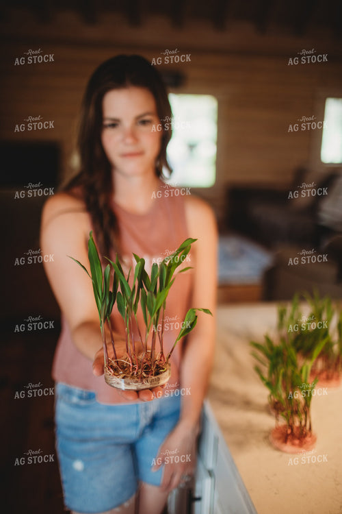 Corn Plants Growing in Petri Dishes 5565