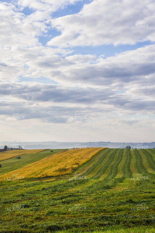 Alfalfa Hay Field 145014