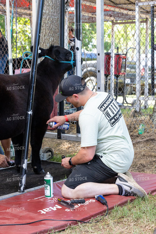 Fitting Show Cattle 295092