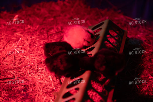 Chicks Under Warmer 117342