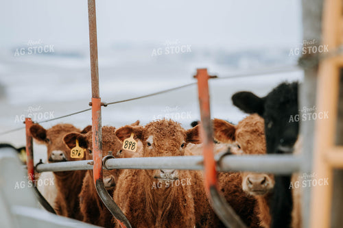 Cattle in Farmyard 77160