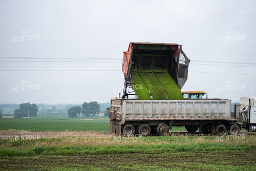 Unloading Peas in Semi Truck 76187
