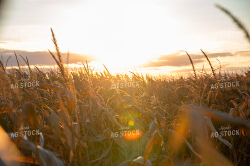 Dried Corn Tassels at Sunset 25463