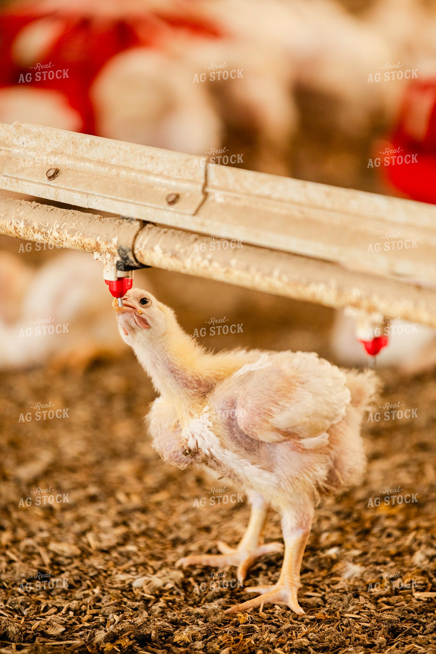 Broiler Chickens in Barn 280029