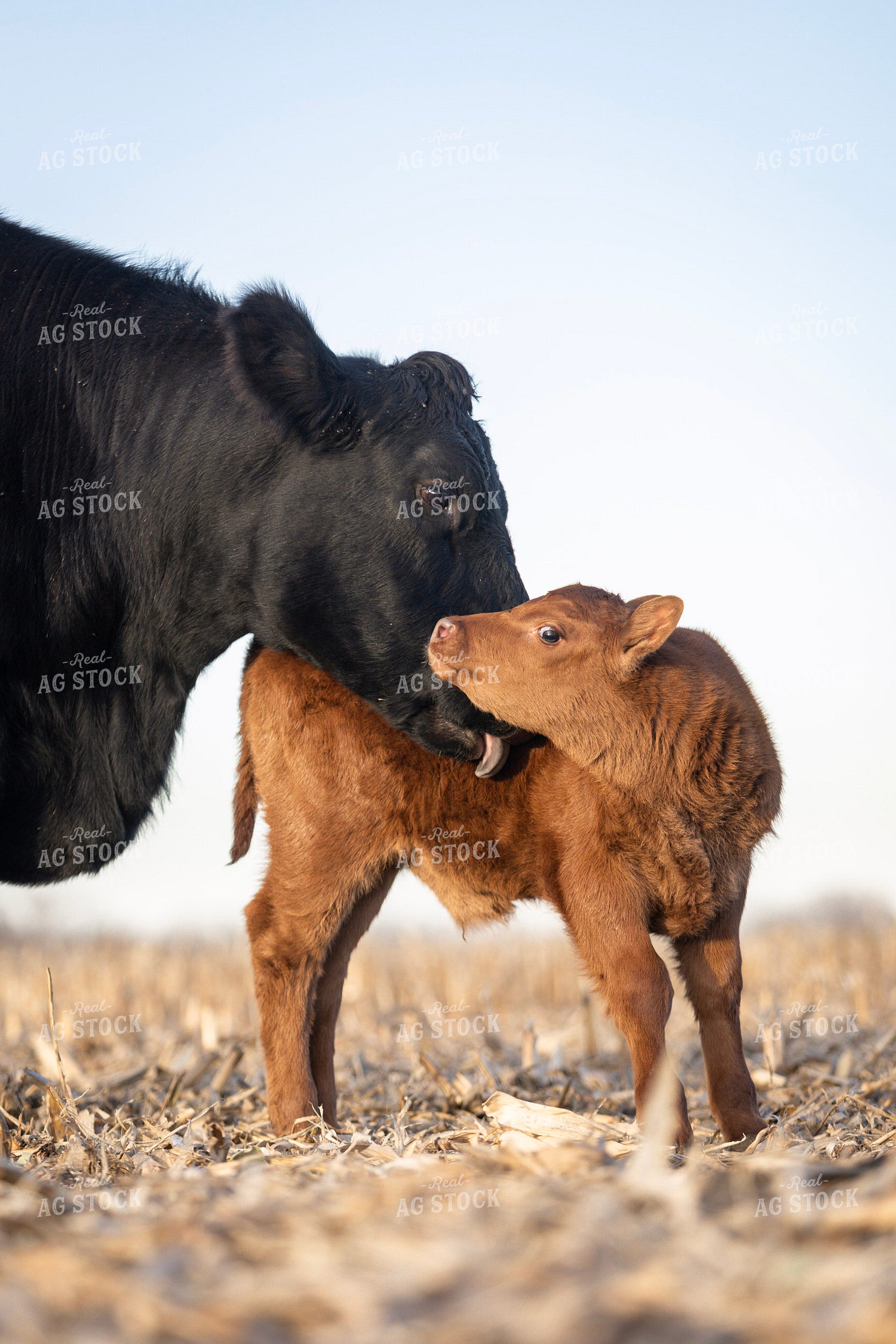 Cow Calf Pair on Corn Stalks 305032