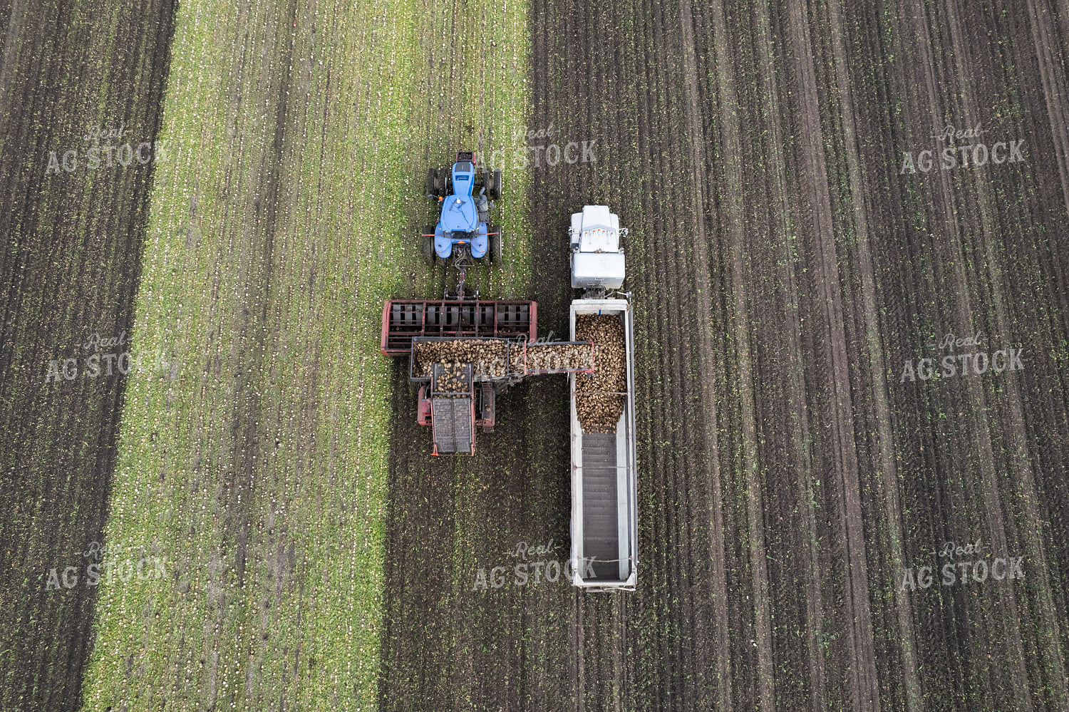 Sugar Beet Harvest 255041