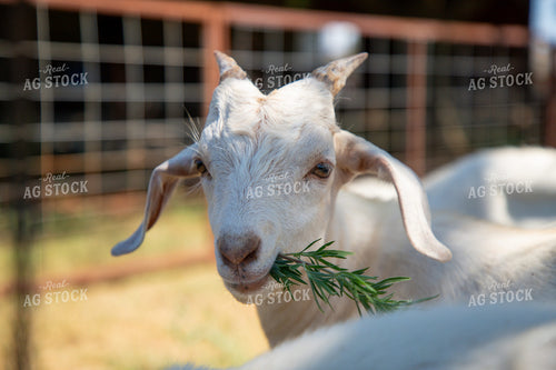 Goat 208070