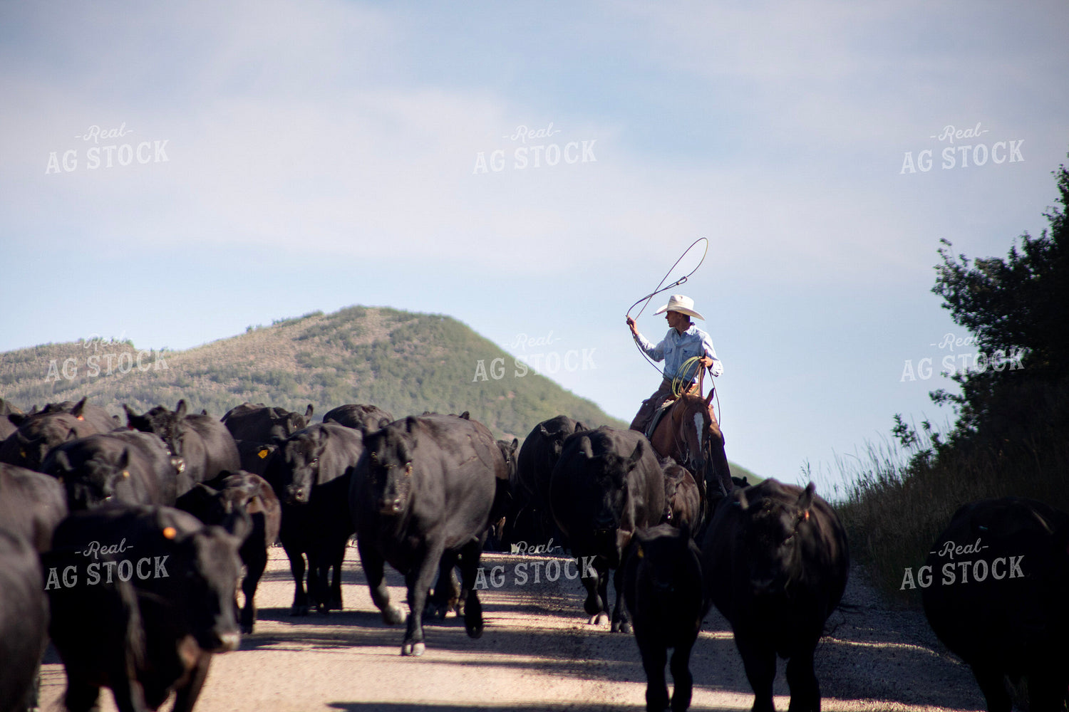 Cowboy on Cattle Drive 117395