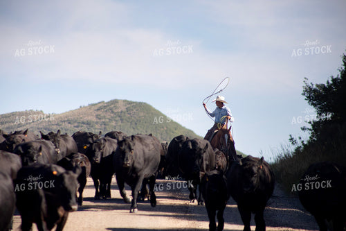 Cowboy on Cattle Drive 117395