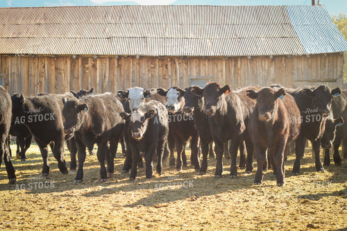 Weaning Angus and Baldy Calves 78153