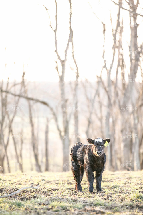 Angus Calf 230004