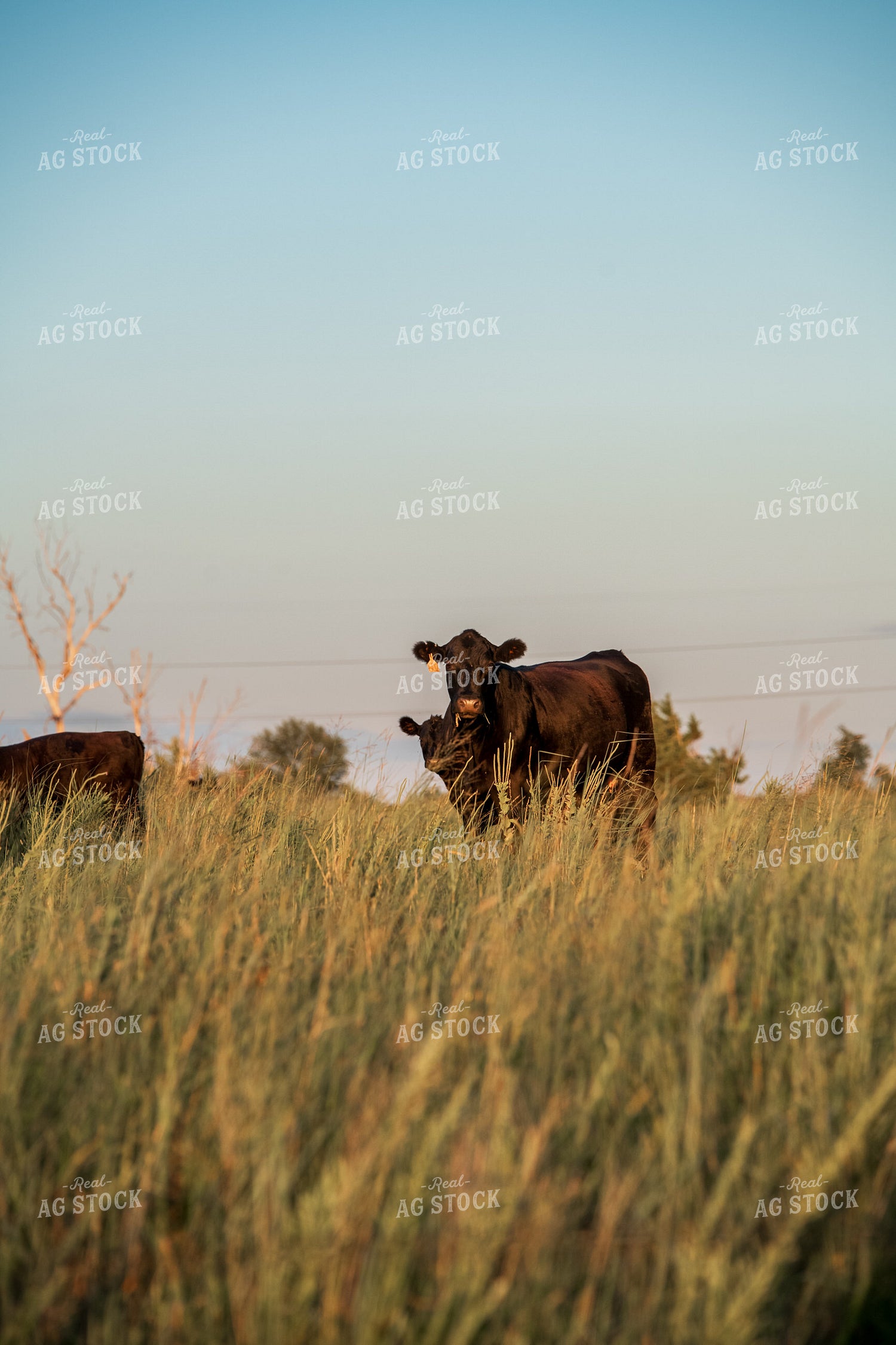 Angus Cow Calf Pair 76696