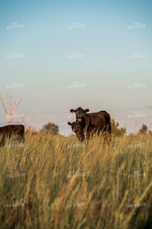 Angus Cow Calf Pair 76696