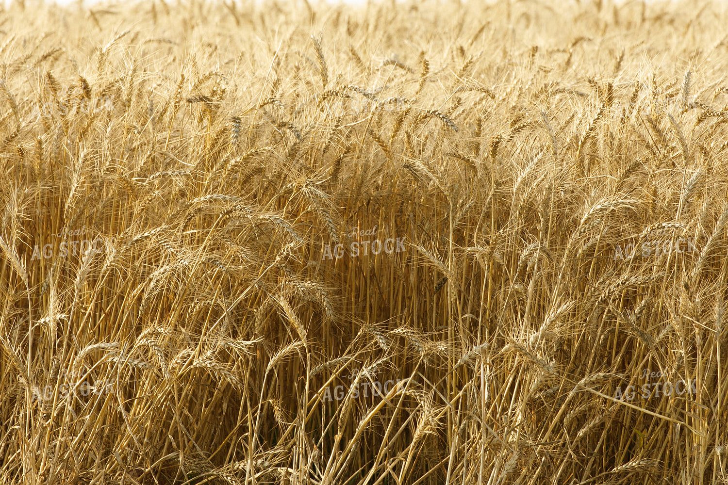 Wheat Field 145025