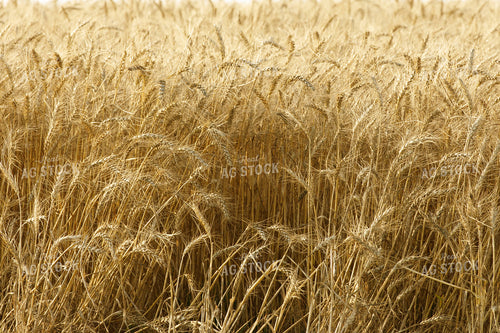 Wheat Field 145025