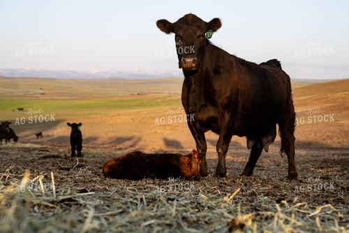 Black Cow and Calf Resting in Scenic Rural Pasture 65325