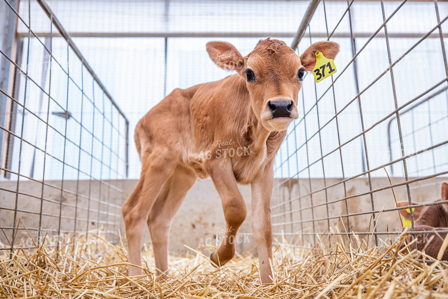 Jersey Calves 270468