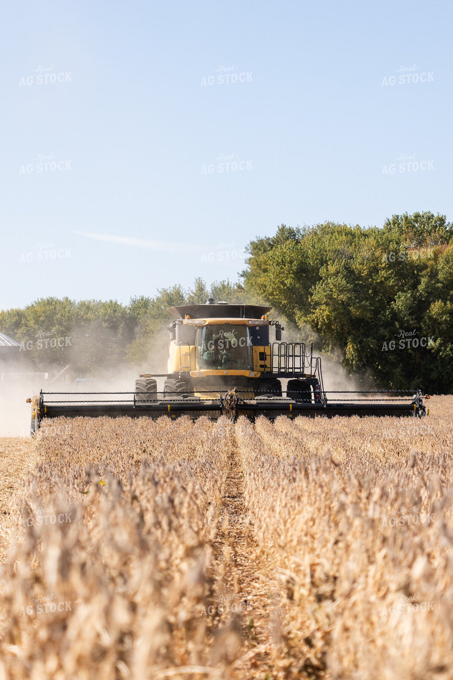 Soybean Harvest 255023