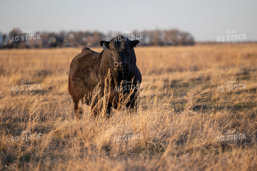 Angus Bull on Pasture 72126