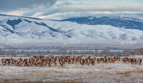 Hereford Cattle with Mountains 81020