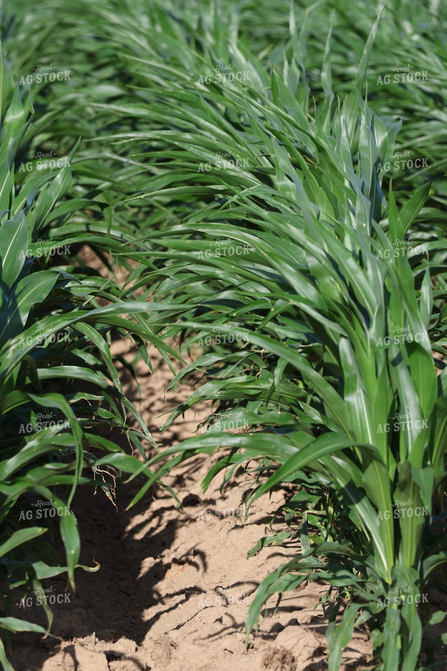 Parched Midseason Corn 265010