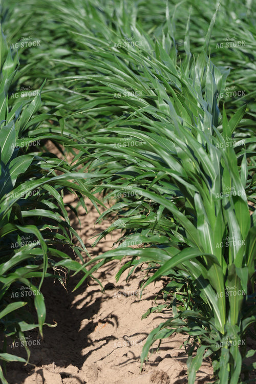 Parched Midseason Corn 265010