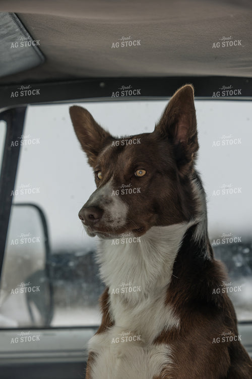 Ranch Dog 304045