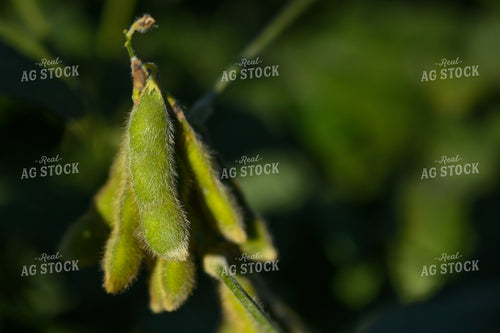 Soybean Pods 191291
