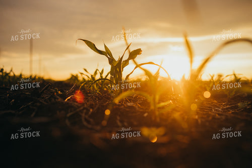 Early Stage Corn after Rain 4309